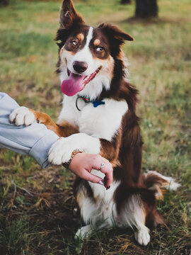 Border Collie of light brown, dark and white color.  Young man whose name is Archie, playing and posing in a forest.