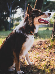 Border Collie of light brown, dark and white color.  Young man whose name is Archie, playing and posing in a forest.