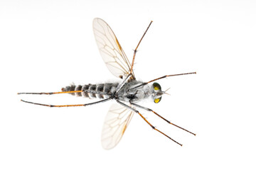 Image of the Asilidae are the robber fly family, also called assassin flies. on white background. View from the bottom. Insect. Animal