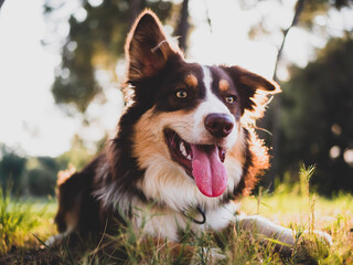 Border Collie of light brown, dark and white color.  Young man whose name is Archie, playing and posing in a forest.