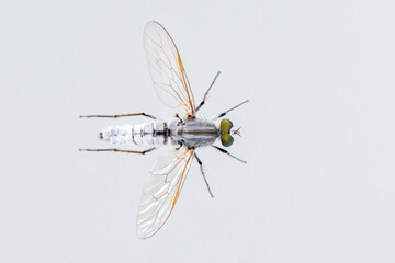 Image of the Asilidae are the robber fly family, also called assassin flies. on white background. From top view. Insect. Animal
