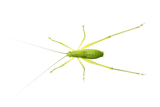 Image of green bush-cricket long horned grasshopper on white background. From top view. Insect. Animal