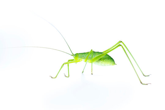 Image of green bush-cricket long horned grasshopper on white background. From side view. Insect. Animal