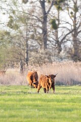 Highland Cattle on a meadow