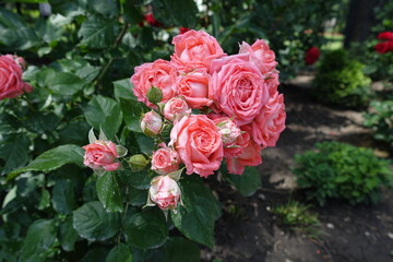 Half opened pink flowers of rose in June