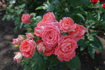 Not fully opened pink flowers of rose in June