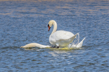 schwan paarung