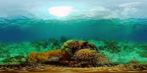 Coral garden seascape and underwater world. Colorful tropical coral reefs. Life coral reef. Philippines. 360 panorama VR