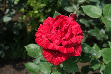 Vibrant flower of striped red rose in June