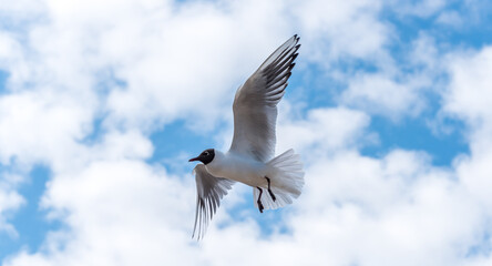 Black Headed Seagulls Flying at the Seaside