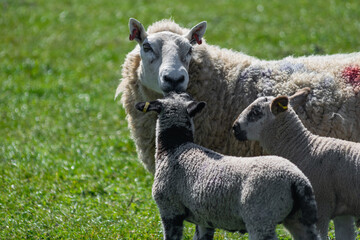 Obraz premium Free range sheep family walking on a british grassland in sunny day. Sheep and two young lambs following