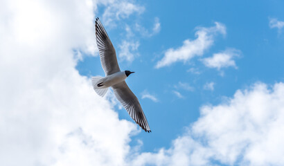 Black Headed Seagulls Flying at the Seaside