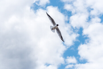 Black Headed Seagulls Flying at the Seaside