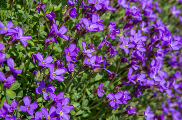 Fototapeta premium Pink purple blue pillow, Aubrieta-Hybride, blooms in spring, selective focus