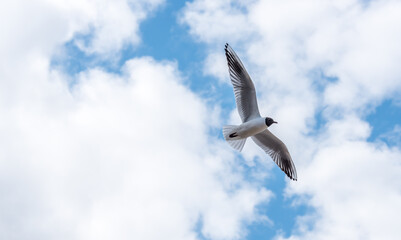 Fototapeta na wymiar Black Headed Seagulls Flying at the Seaside