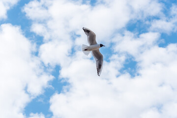 Black Headed Seagulls Flying at the Seaside