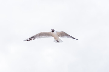 Obraz premium Black Headed Seagulls Flying at the Seaside