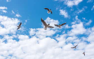 Black Headed Seagulls Flying at the Seaside