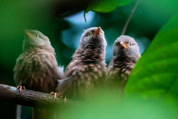 close up of a bird