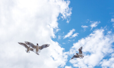 Black Headed Seagulls Flying at the Seaside