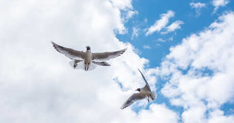 Black Headed Seagulls Flying at the Seaside