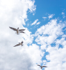 Black Headed Seagulls Flying at the Seaside