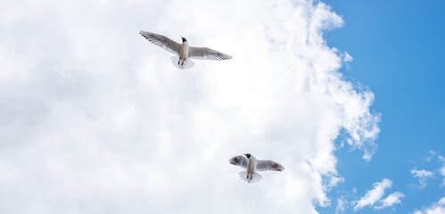 Black Headed Seagulls Flying at the Seaside