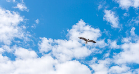 Black Headed Seagulls Flying at the Seaside