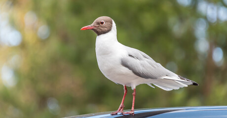 Black Headed Seagull Portrait