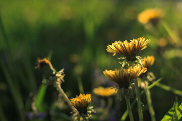 Beautiful flowers of yellow dandelions growing on the green meadow in sunny warm summer or spring day. Natural floral yellow background. Beauty of nature. Dandelion flower in sunlight. Selective focus