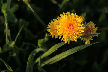 Beautiful flowers of yellow dandelions growing on the green meadow in sunny warm summer or spring day. Natural floral yellow background. Beauty of nature. Dandelion flower in sunlight. Selective focus