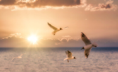 Black Headed Seagulls Flying at the Seaside