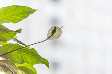 Spring Houseplant Flower with Lush Green Leaves for a Background