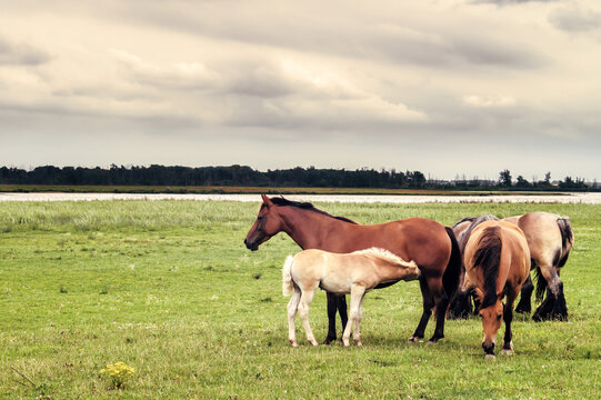 horses and foal on the meadow