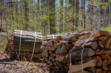 Firewood lies completely split and ready for collection in bundles to 1 ster in the forest © FaRifo