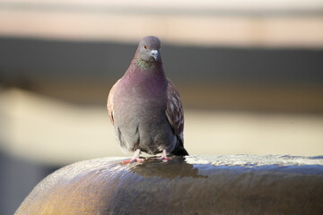 One beautiful dove sitting on fountain at spring evening, European birds