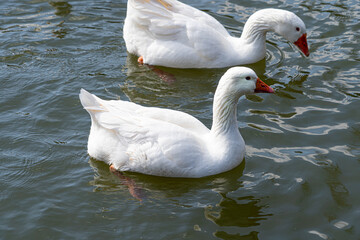 Close up low level view of Embden Emden Geese. Single portrait shot of single goose showing orange beak and blue eye