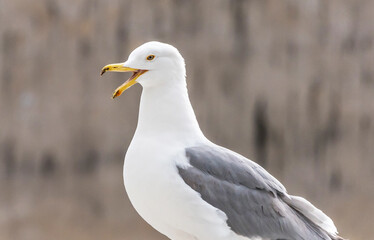 Closeup Portrait of a Herring Gull