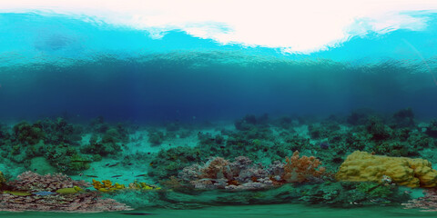 Fototapeta na wymiar Tropical Fishes on Coral Reef, underwater scene. Philippines. 360 panorama VR