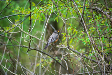 robin on a branch