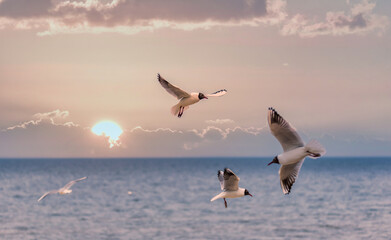 Black Headed Seagulls Flying at the Seaside