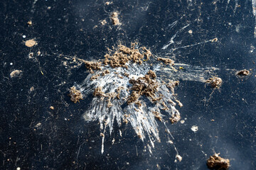 Vogelkot auf enem Auto © Eberhard Spaeth