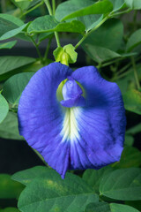 Close Up of a Blue Butterfly Peas Flower on the garden