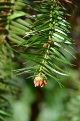 Chinese fir