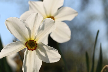 Obraz premium White narcissus flowers on blurred background. Spring flower. Copy space.