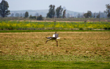 Momento dell'atterraggio di una cicogna in un campo verde nelle campagne della piana di Catania in Sicilia