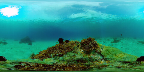 Underwater fish reef marine. Tropical colourful underwater seascape. Philippines. Virtual Reality 360.