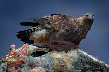 Eastern Rhodopes rock with eagle. Flying bird of prey golden eagle with large wingspan, photo with...