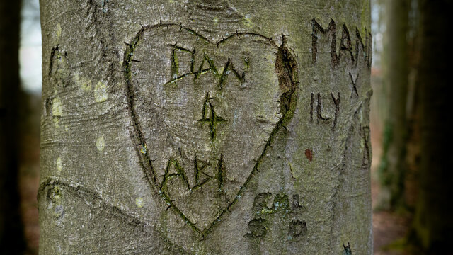 Love heart and Names carved into beech tree trunk for natural layer nature texture backdrop wallpaper.