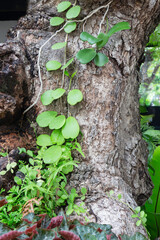 Tropical green surroundings in outdoor garden